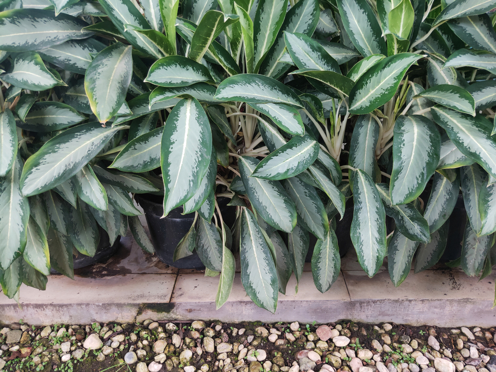 Planta tóxica comigo ninguém de pode