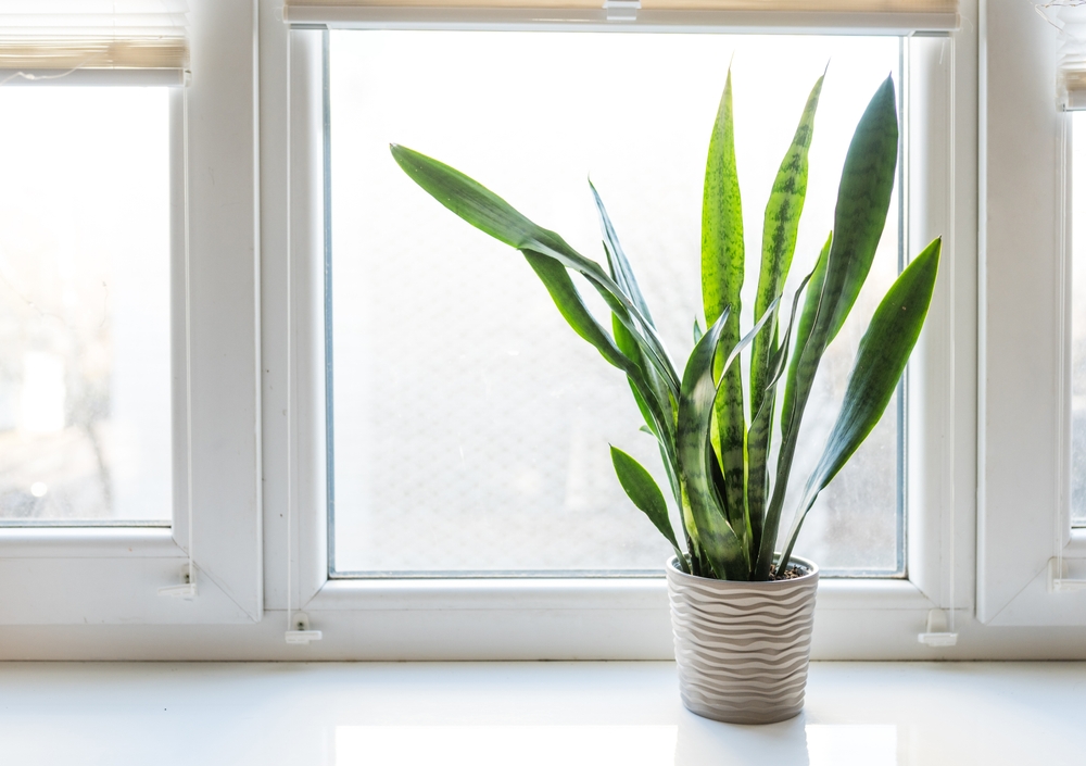 Plantas tóxicas: conheça as 7 mais perigosas para não ter no seu apartamento Riva Incorporadora